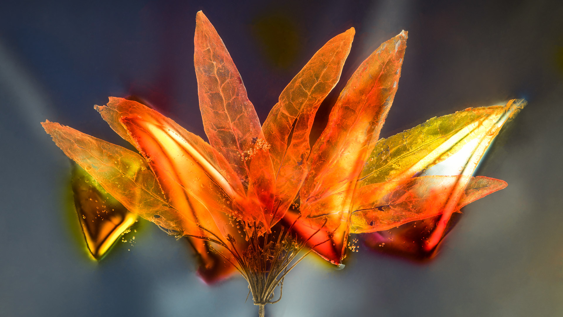 Loti - Transfolia Collection - Light Forms Art Photography