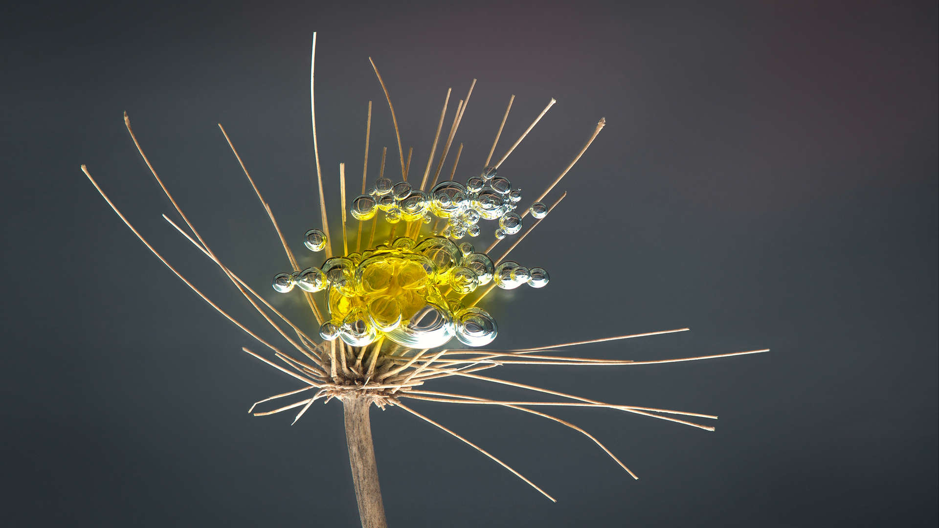 Plantasomnia - Transfolia Collection - Light Forms Art Photography